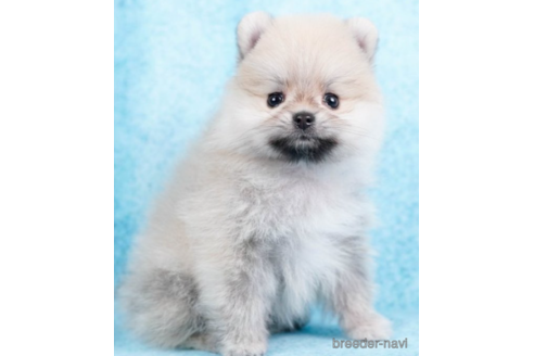 成約済の東京都のポメラニアン-226750の5枚目